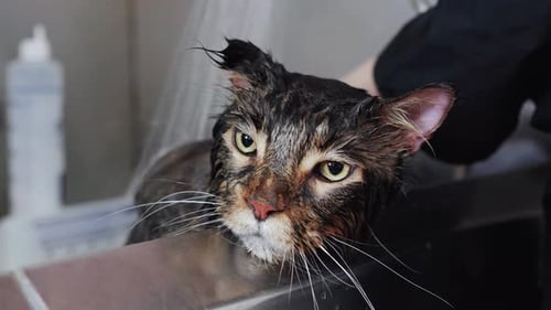 Cat Gets Washed in Tub with Shower Head