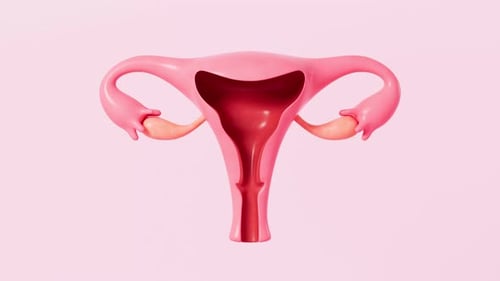 Modell der menschlichen Gebärmutter, 3D-Rendering.