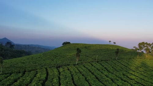 Sunrise over Tea Field