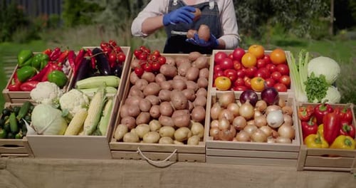 Farmer's Gloved Hands Laying Out Vegetables on the Farmer's Market Counter