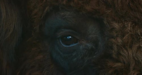 Bisonte europeo o Bison Bonasus