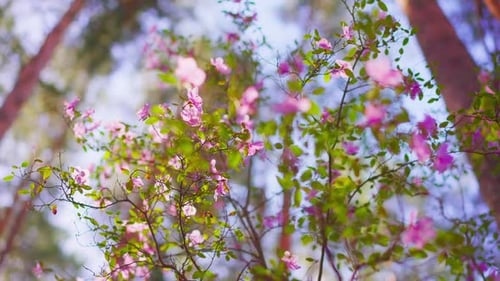 Blossoming Tree Branches with Pink Flowers Against Soft Forest Background