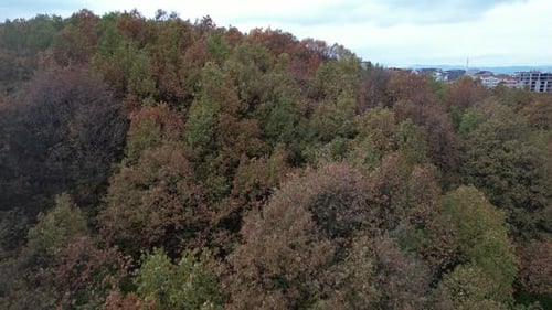 Horizon de la forêt et de la ville