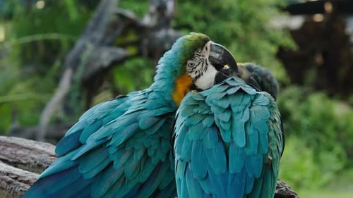 zwei blau-gelbe Aras (Ara ararauna), auch bekannt als der blau-goldene Ara, küssen sich