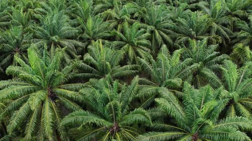 Aerial View Flying Over Palm Oil Plantation