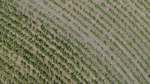 Top Down Aerial View of Cornfield. Pedestal Up Reveals Large Field of Corn. Hot Summer Day