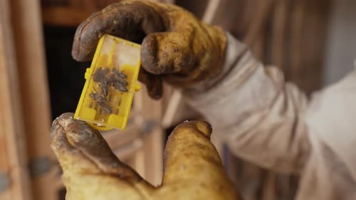 Bienenkönigin in den Händen eines Imkers