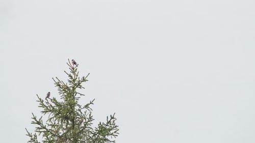 Female Common Bullfinch Birds Resting Conifer Trees. Wide Shot