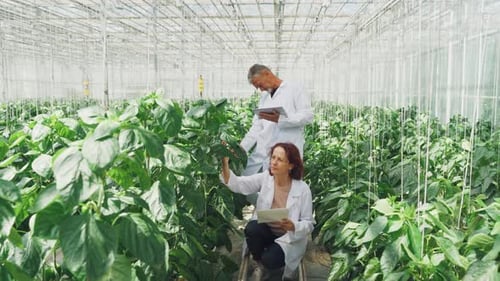 Scientists Inspecting Plants Inside of Greenhouse
