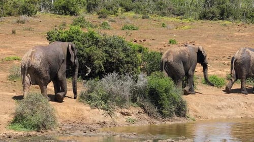 African Elephants Walking In Line - South Africa