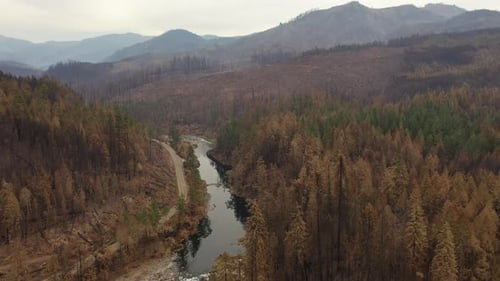 aerial shot of river and burnt forest after wildfire