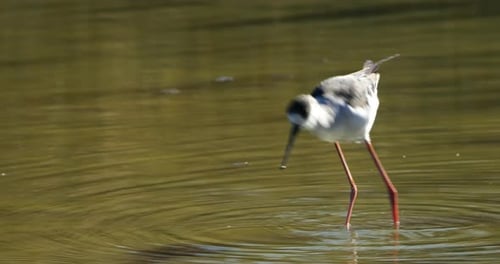 Stelzenläufer (Himantopus himantopus), Camargue, Frankreich