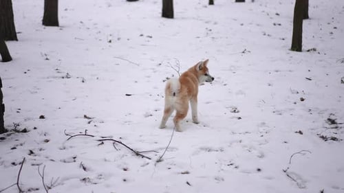 Wide Shot Winter Forest Meadow with White Snow and Curious Dog Looking Around Running Away Leaving