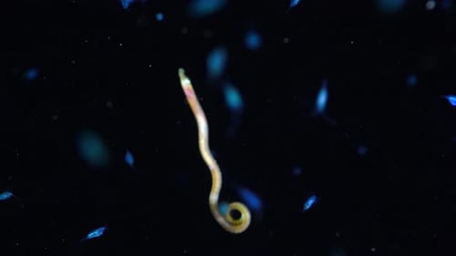 Ghostly Pipefish Emerging from the Abyss