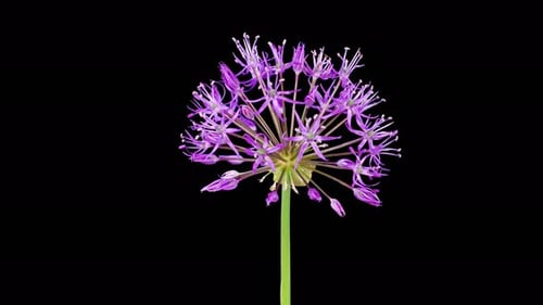 Blooming Big Violet Allium Christophii Flower