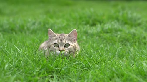 A Cute Tabby Cat Peeking Out From Tall, Lush Green Grass