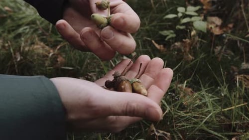 Mâle tenant des glands dans la paume de sa main.