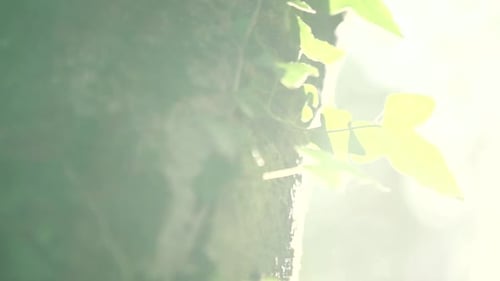 Ivy Growing Up Tree Trunk in Forest