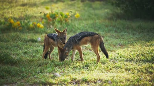 Pair of Black Backed Jackals Foraging in Grassy Field with Yellow Flowers During a Sunny Day