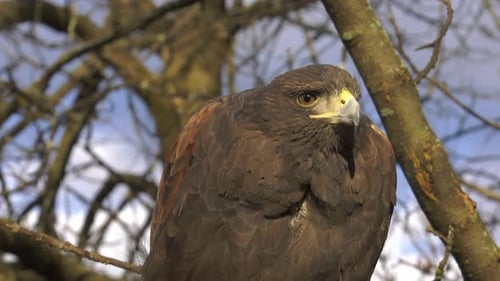 harris hawk perched in tree looking around and then at you 4k