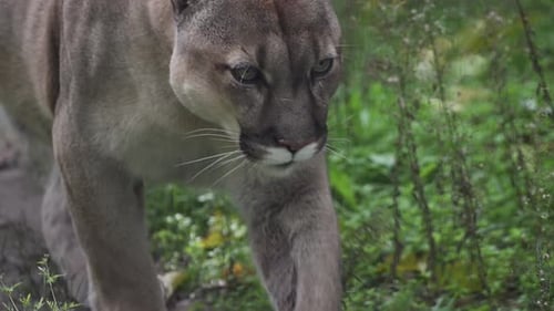 Beautiful Canadian Cougar Puma Concolor Hunting in Wildlife at Canada Forest in Morning Sun Rays
