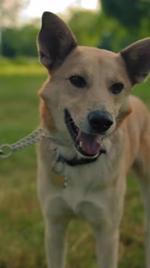 Vertical of Portrait of a Mongrel Dog Only a Dog on a Leash in the Park In the Frame