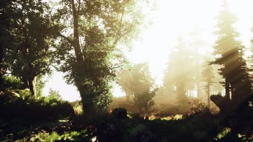 Paysage de forêt d'automne sombre et magique avec des rayons de lumière chaude