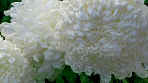 White Chrysanthemum Flowers Blooming in Natural Light