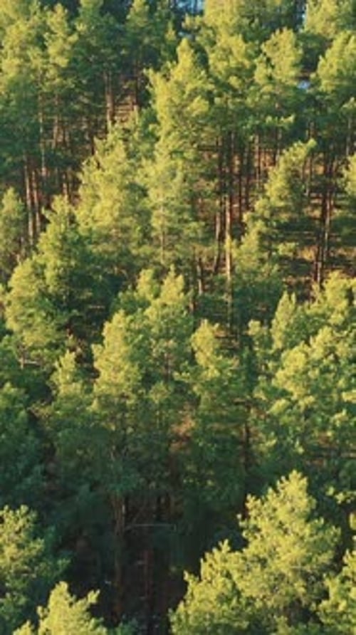 Aerial View Of Green Pvertical