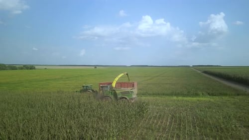 Corn Silage Harvesting with Forage Harvester on Field