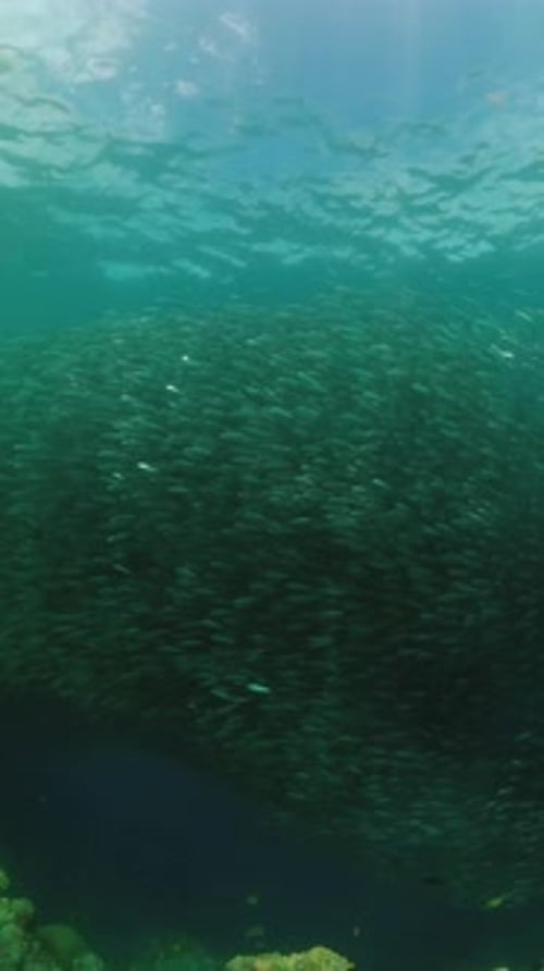 Reef and Tropical Fishes Underwater World