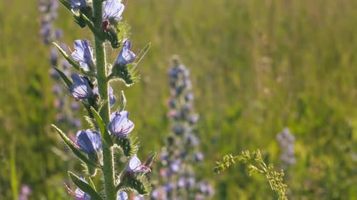 Nahaufnahme einer bienenbestäubenden Feldblume