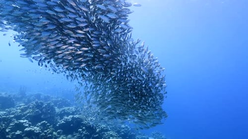 Massive Bait Ball of Silver Fish Swirling in Clear Blue Water