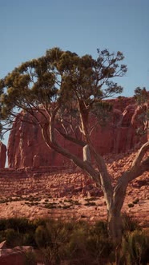 Lone Tree Standing in Nevada Desert