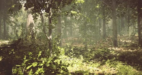 Lush Forest with Dappled Sunlight Filtering Through Tree Canopy