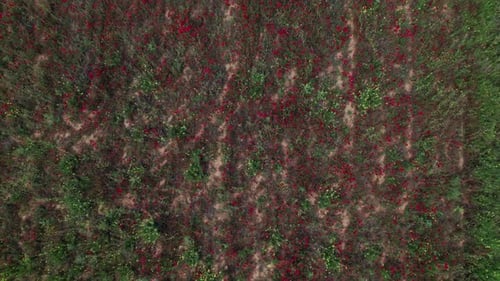 Aerial top down rising above grassland with yellow flowers speckled with sandy patches, nature backg
