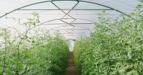 Plants growing on a farm in a greenhouse for organic growth and sustainable agriculture