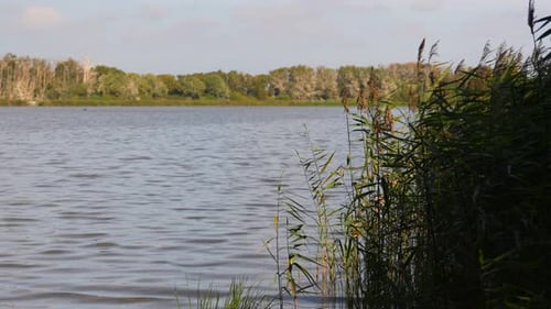 Reeds blowing in the wind by the lake on a summer day.