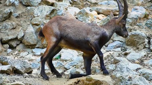Atemberaubende Nahaufnahmen eines alpinen Steinbocks, der anmutig auf Felsen faulenzt. Dieses Filmmusik Video
,