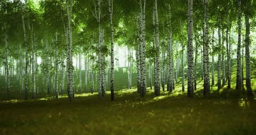 Lush Forest with Tall Birch Trees and Soft Sunlight Filtering Through Leaves