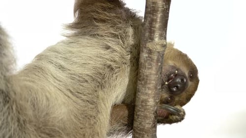 Two-Toed Sloth Hanging From Tree Branch