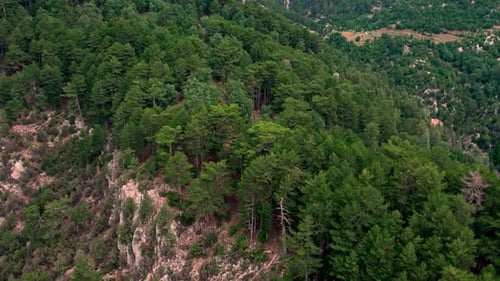 Woods