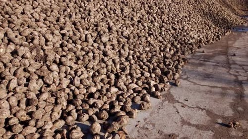 Sugar Beet Root Crops Piled After Harvest For Sugar Production - Aerial Drone