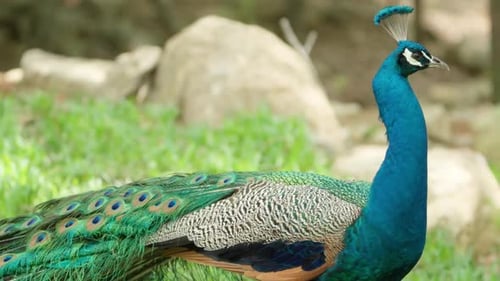 Beautiful Peacock Close-up in Natural Habitat