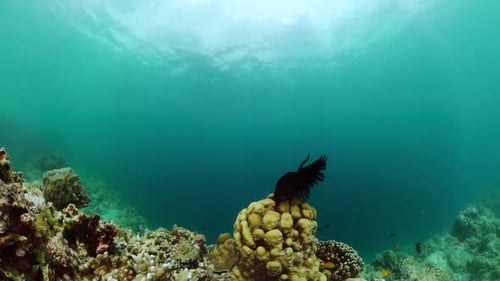 Coral Reef and Colorful Tropical Fish