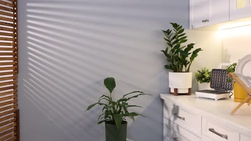 Interior design. Stylish kitchen with potted houseplants on countertop. Camera moving right