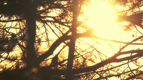Tree branches silhouette against a warm golden sunset sky nature background