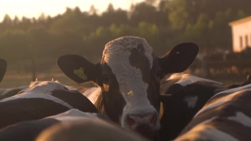 Livestock. Cows in the stall. Portrait of a cow. sunset.
