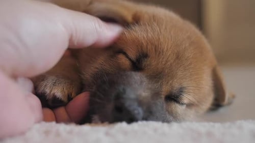 Sleeping Puppy Being Gently Pet Indoors