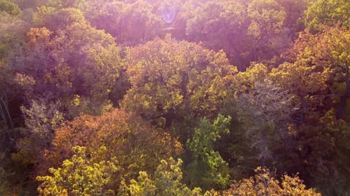Belle vue sur le paysage : cimes des arbres avec des feuilles jaunes par une journée ensoleillée